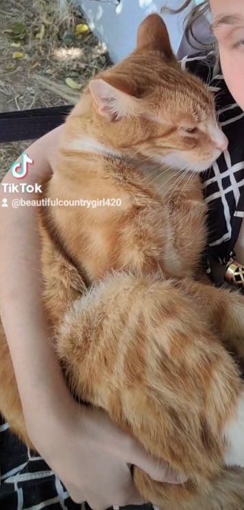 Lost Cat in Yucca Valley — listing photo