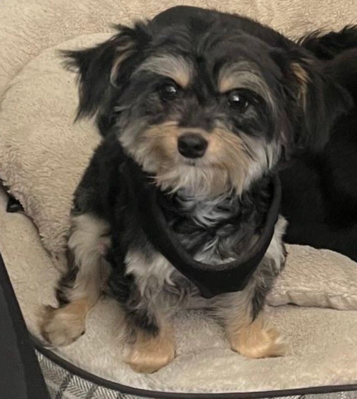 Lost Dog in Sacramento, California — listing photo