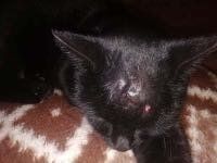 Found Cat in Lawton, Oklahoma — listing photo