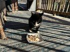 Lost Cat in K — UPDATE on lost/missing kitty: The continuing adventures of POOT the cat