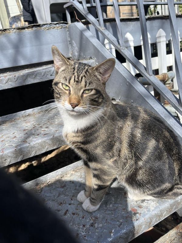 Lost Cat in Washington, District of Columbia — Anybody missing a really nice guy?
