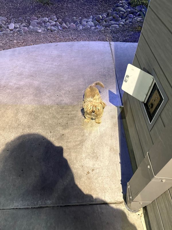 Found Dog in El Paso, Texas — listing photo