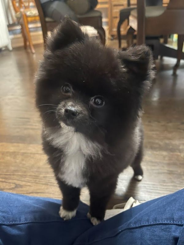 Found Dog in Chicago, Illinois — listing photo
