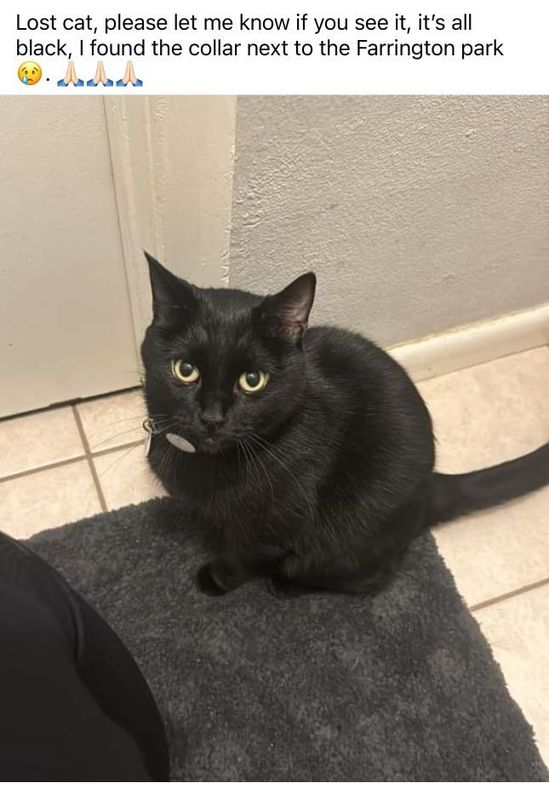 Lost Cat in La Porte — listing photo