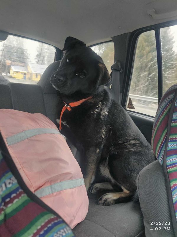 Lost Dog in Port Angeles — listing photo