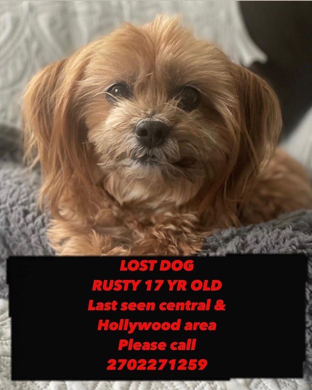 Lost Dog in Memphis, Tennessee — listing photo