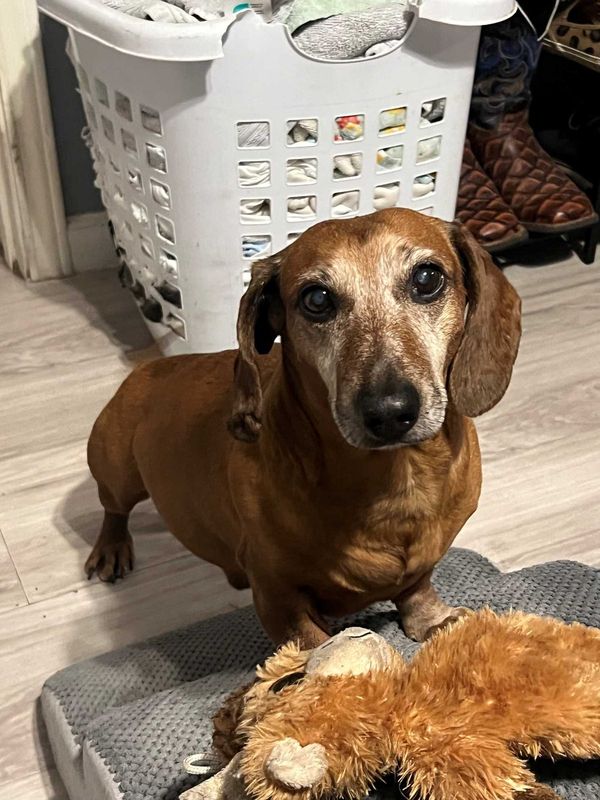 Lost Dog in Gainesville, Florida — listing photo
