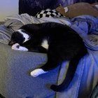 Lost Cat in Normal, Illinois — listing photo