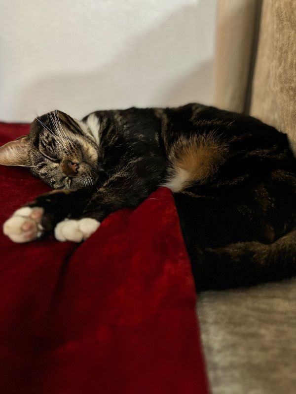 Lost Cat in Arlington, Texas — listing photo
