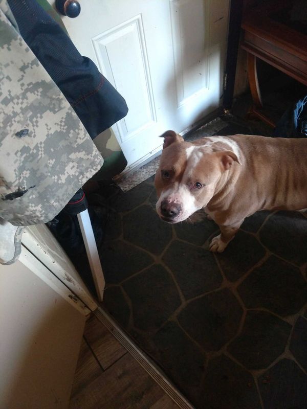 Lost Dog in Alger — listing photo