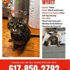 Lost Cat in Houston, Texas — listing photo