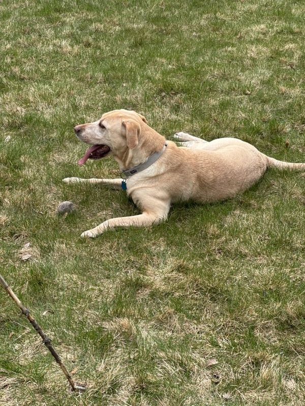 Lost Dog in Spokane, Washington — Anyone missing a super nice doggo named Lacey!