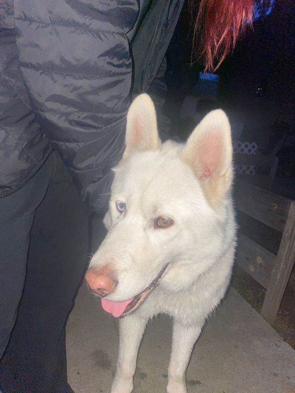 Found Dog in Fresno, California — listing photo