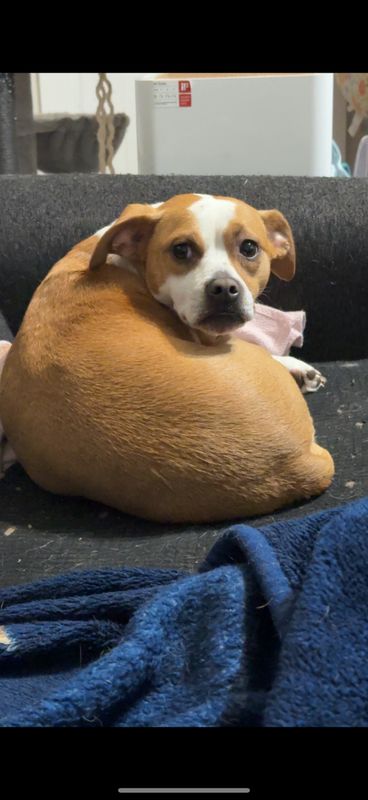 Lost Dog in Sheboygan, Wisconsin — listing photo
