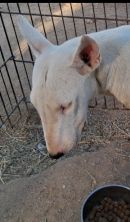 Found Dog in Victorville, California — listing photo