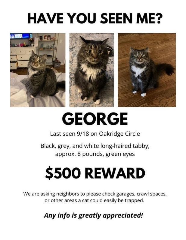 Lost Cat in Atlanta, Georgia — listing photo