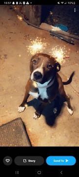 Lost Dog in Manzanola — listing photo