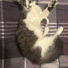 Found Cat in Tucson, Arizona — Did anyone lose their cat near the UofA?