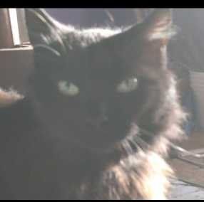 Lost Cat in Denver, Colorado — listing photo