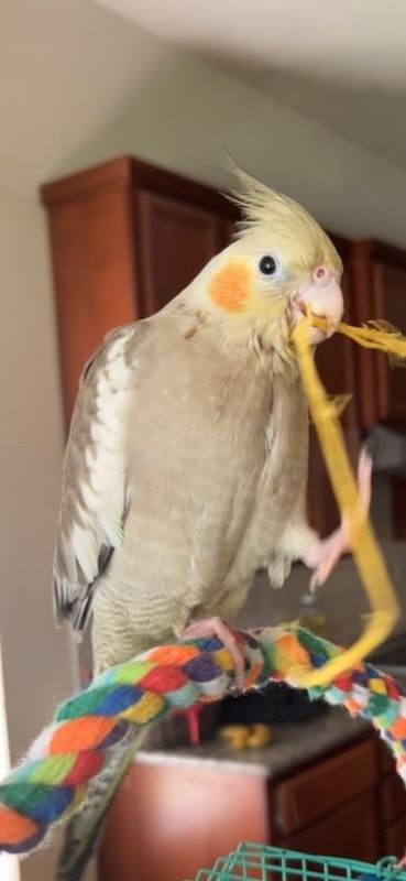 Lost Pet in Sugar Land, Texas — listing photo