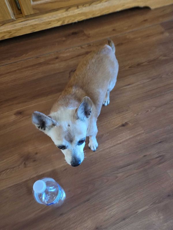 Found Dog in El Mirage — listing photo