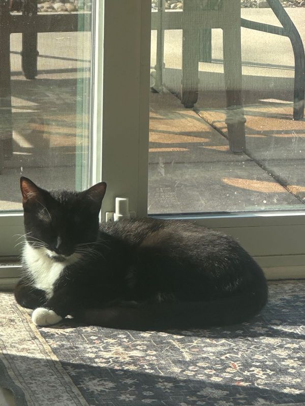 Lost Cat in Manhattan, Kansas — listing photo