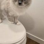 Found Cat in Spokane, Washington — is this your cat?