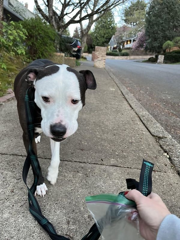 Found Dog in Portland, Oregon — listing photo