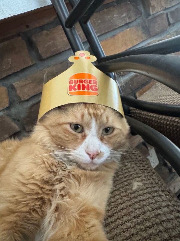 Lost Cat in Thornton, Colorado — listing photo