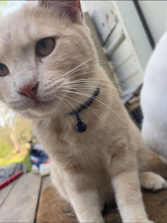 Lost Cat in Todd Mission — listing photo
