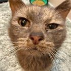 Lost Dog in Nashville, Tennessee — Sweet very ill TNR kitty needs help!