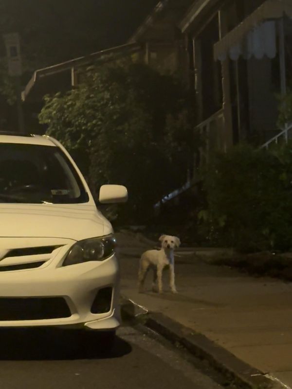 Found Dog in Pittsburgh, Pennsylvania — Small/mid whiteish curly haired dog spotted 3AM in Greenfield