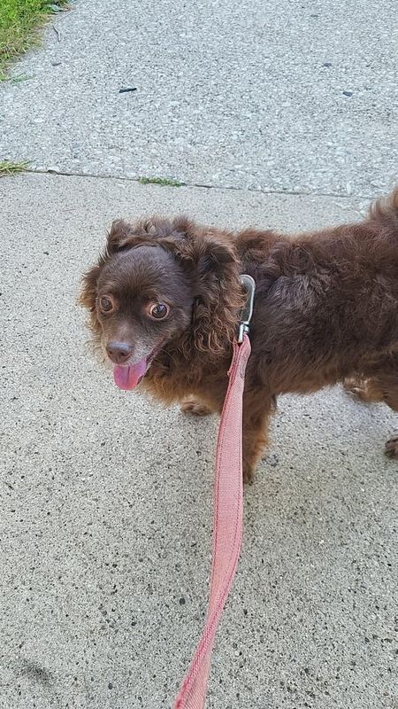 Lost Dog in Milwaukee, Wisconsin — listing photo