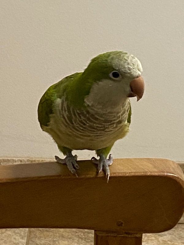 Lost Pet in Spring — listing photo