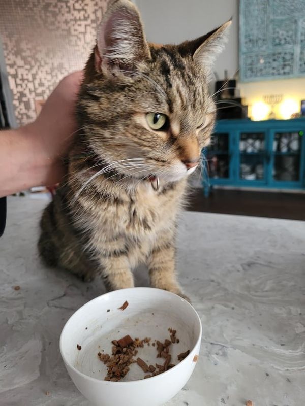 Lost Cat in K — I have to thank the wonderful community that I live in for finding my lost cat after 3 months, she would've died…