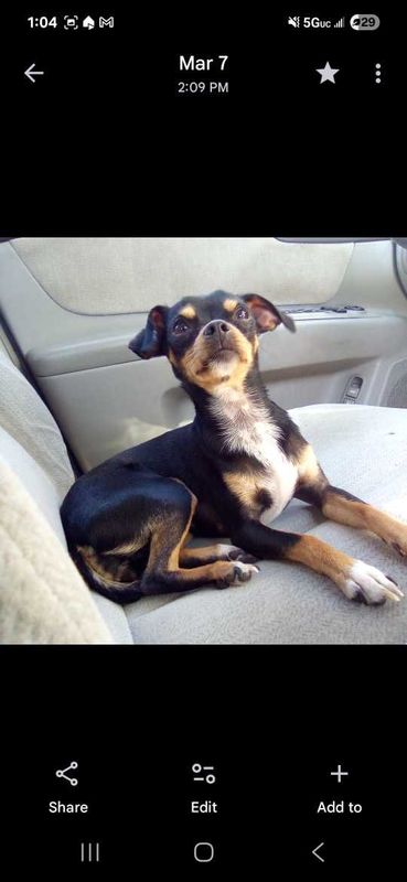 Lost Dog in Martinez, California — listing photo