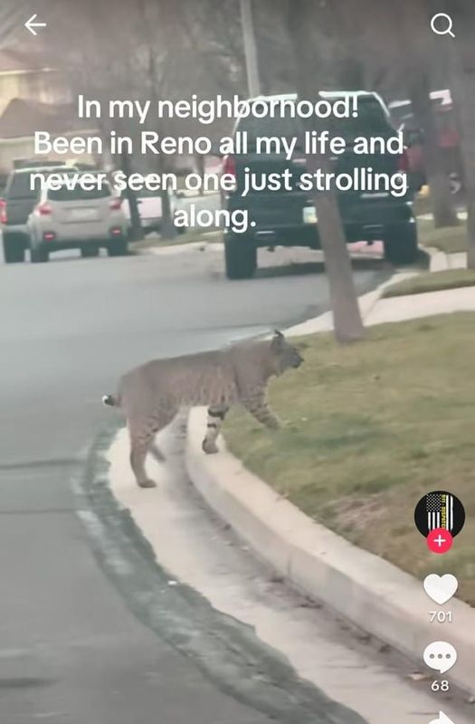 Lost Dog in Reno, Nevada — listing photo