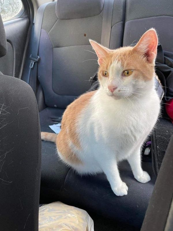 Lost Cat in Yelm — listing photo