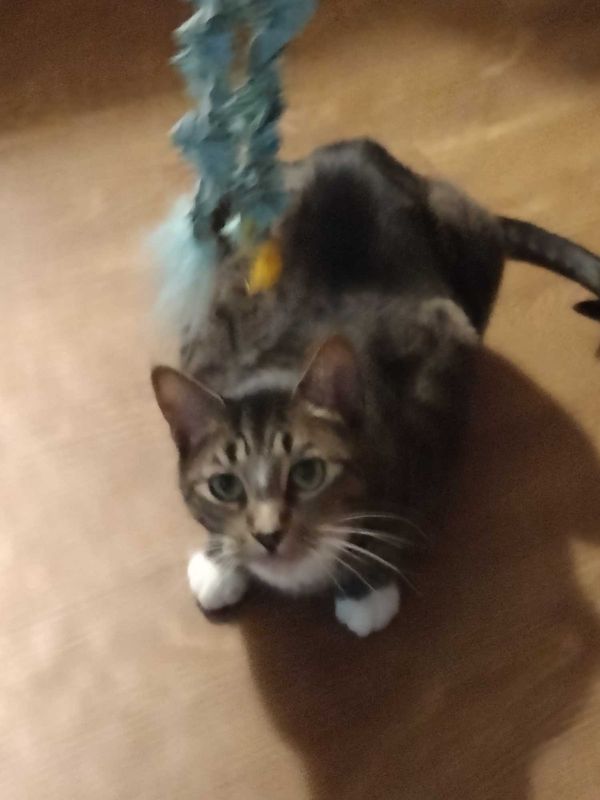 Lost Cat in Phoenix, Arizona — listing photo