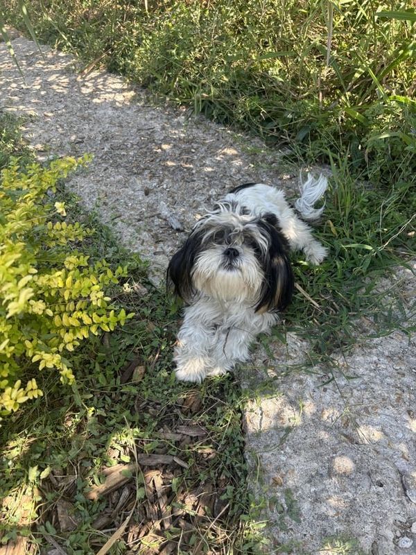 Lost Cat in Brea, California — So I need one of you to adopt a dog for me…