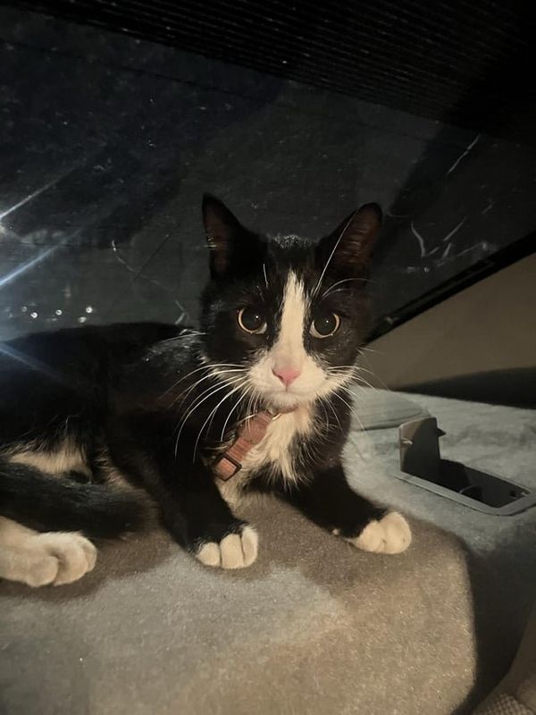 Found Dog in Denver, Colorado — **FOUND CAT** found at 13th and ogden (3/30)