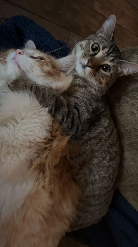 Lost Cat in Spring Branch — listing photo