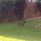 Lost Dog in Albuquerque, New Mexico — listing photo