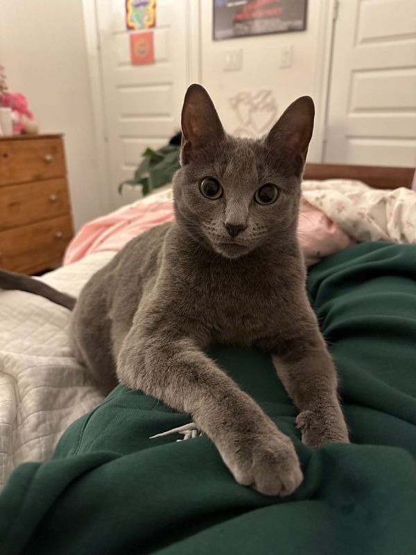 Lost Cat in Richmond, Virginia — listing photo