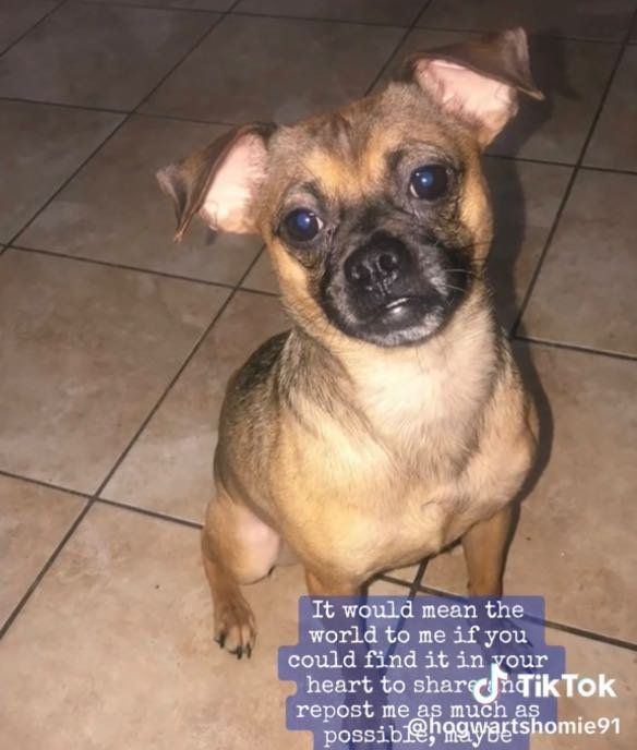 Lost Dog in San Antonio, Texas — listing photo