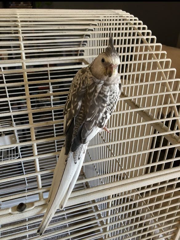 Lost Pet in Martinez, California — listing photo