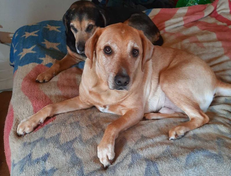 Lost Dog in Texas 75455 — listing photo