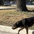 Lost Dog in San Antonio, Texas — stray dog off rittman and i35