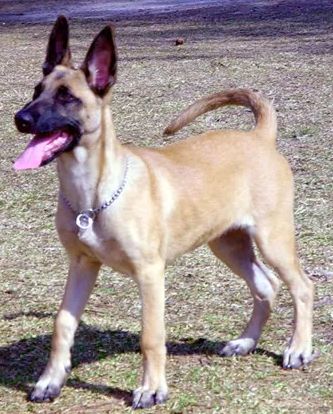 Lost Dog in Horizon City — listing photo