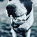 Lost Dog in San Francisco, California — Update: My boy is ok and back with his Papa!